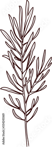 herbs