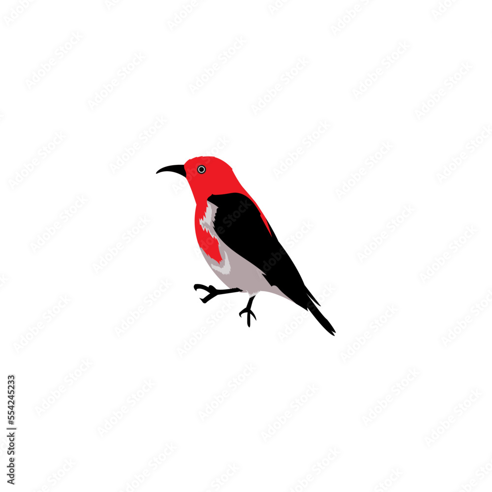 Obraz premium red cardinal bird