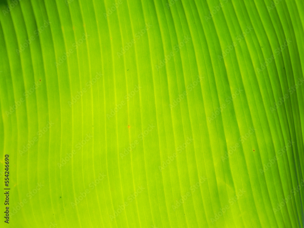 pattern of green banana leaf close up background pattern of green banana leaf close up background