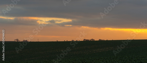 Fototapeta Naklejka Na Ścianę i Meble -  Zachód słońca nad rozległymi polami . Słońce pięknie pokolorowało ( w odcieniach czerwieni i pomarańczu ) zachmurzone niebo . Na szczycie wzgórza pasące się sarny .