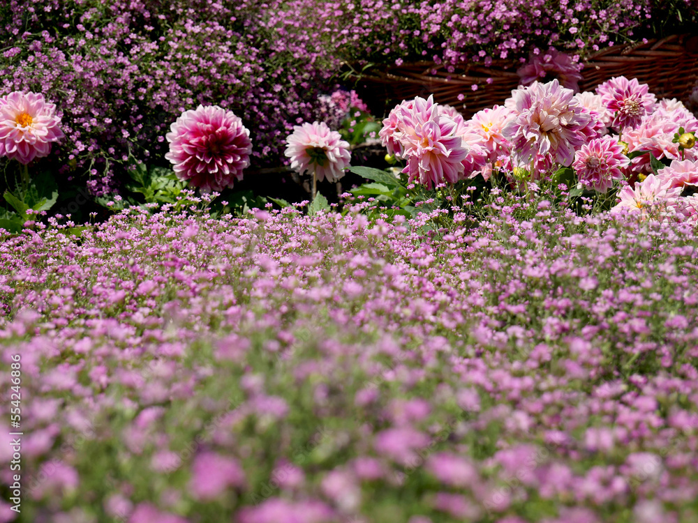 Obraz premium Pink gypsophila