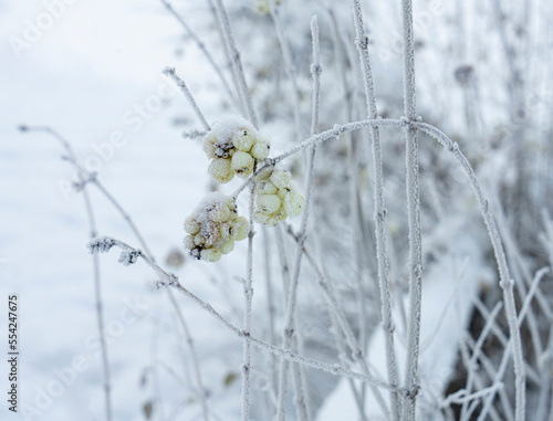 Symphoricarpos albus plant in winter © Sergio Delle Vedove
