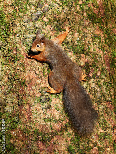 Red Squirrel climbing on the trunk of a pine tree in warm morning light