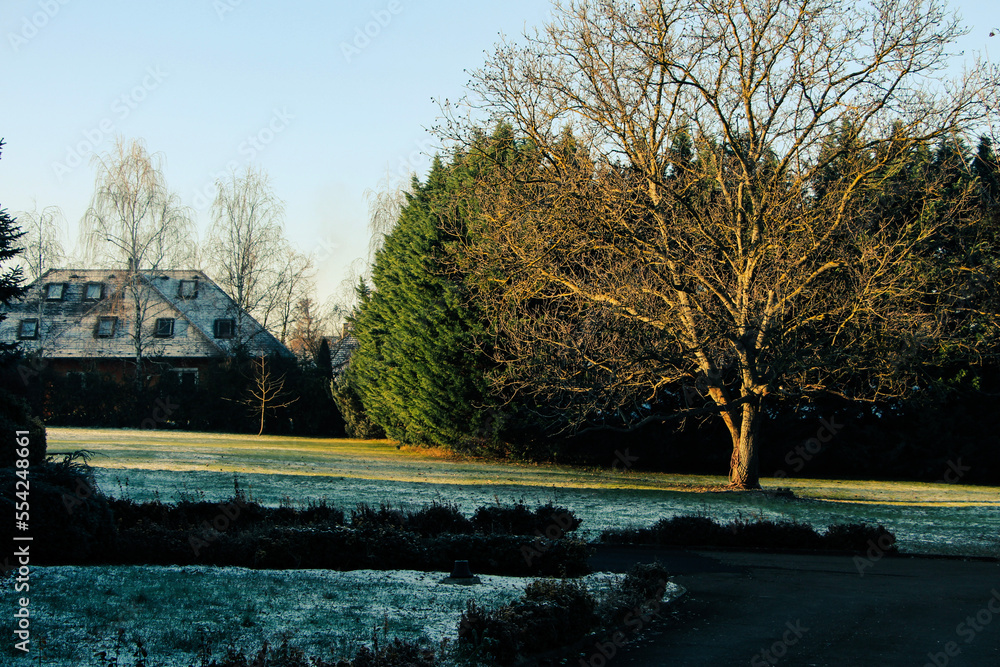 Fototapeta premium lonely tree in the garden