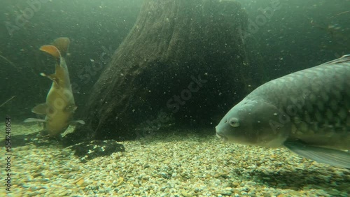 Freshwater fish that also are in the Danube river photo