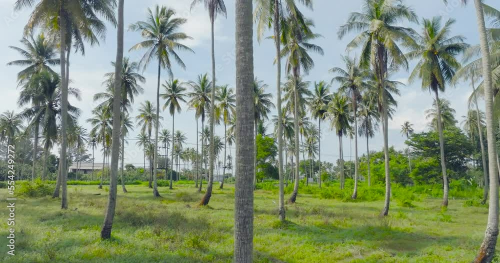 Drone view dolly shot Coconut tree farm in sunny day Drone view dolly shot Coconut tree farm in sunny day
