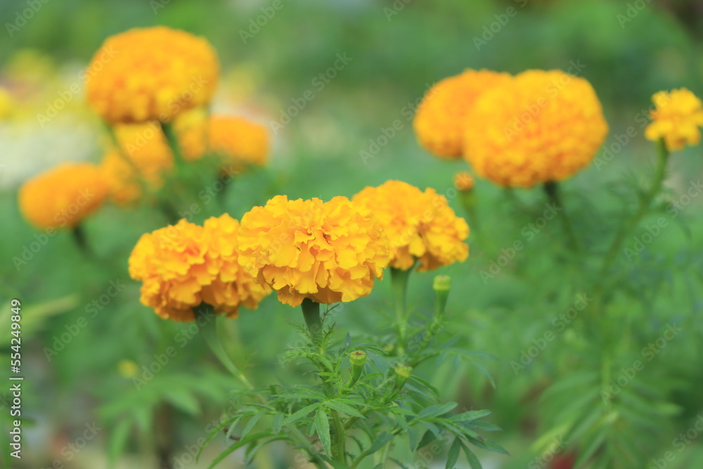 Marigold flower field backdrop In an overcast atmosphere Marigold flower field backdrop In an overcast atmosphere