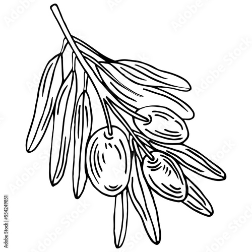 Olive branch. Isolated olives illustration element