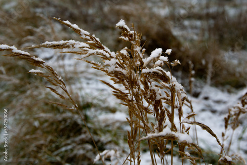 reeds in the snow