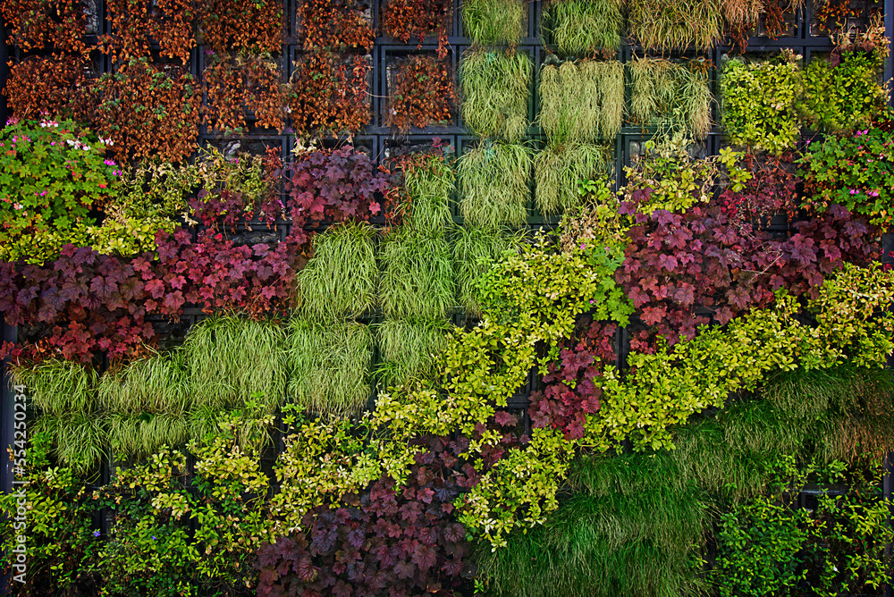 background of ornamental plants close-up in green, burgundy and orange colors