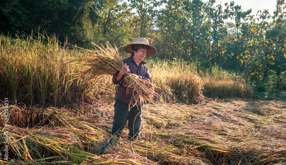 A seniors Asian woman farmer harvesting rice in a field, rice plants in golden yellow in rural Thailand A seniors Asian woman farmer harvesting rice in a field, rice plants in golden yellow in rural Thailand