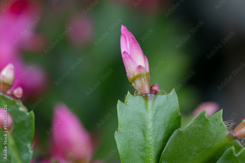Close up on a Schlumbergera flower bud. Close up on a Schlumbergera flower bud.
