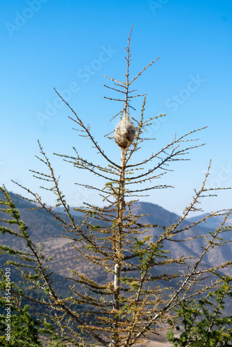 Pine processionary destroying Blue Atlas cedar tree  photo