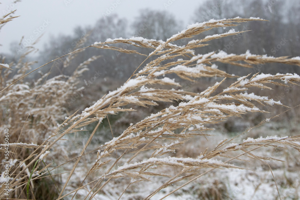 Fototapeta premium frost on the grass
