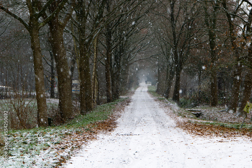 path in the woods