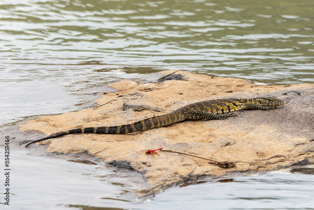 Crocodile du Nil , Crocodylus niloticus, Afrique du Sud Crocodile du Nil , Crocodylus niloticus, Afrique du Sud