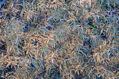 willow tree foliage texture background with green and yellow autumn leaves