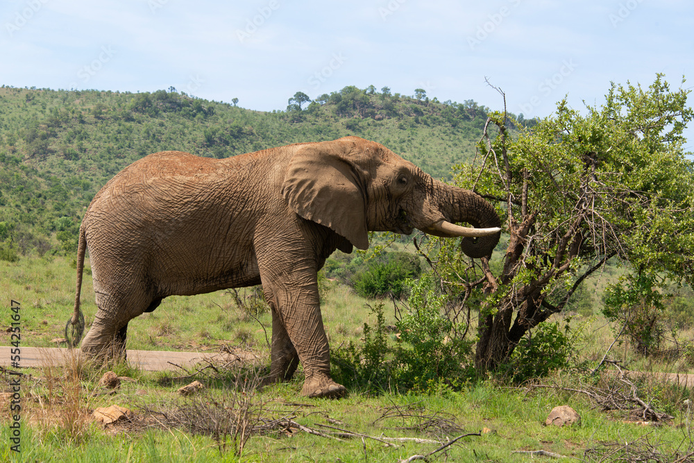 Fototapeta premium Éléphant d'Afrique, Loxodonta africana, Parc national du Pilanesberg, Afrique du Sud