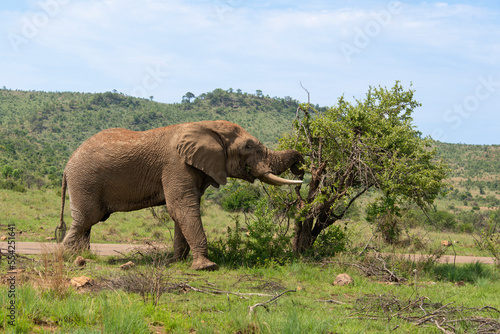 Éléphant d'Afrique, Loxodonta africana, Parc national du Pilanesberg, Afrique du Sud