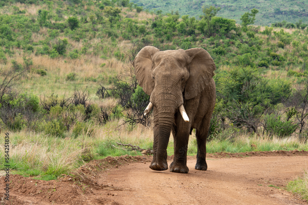 Éléphant d'Afrique,  Loxodonta africana, Parc national du Pilanesberg, Afrique du Sud