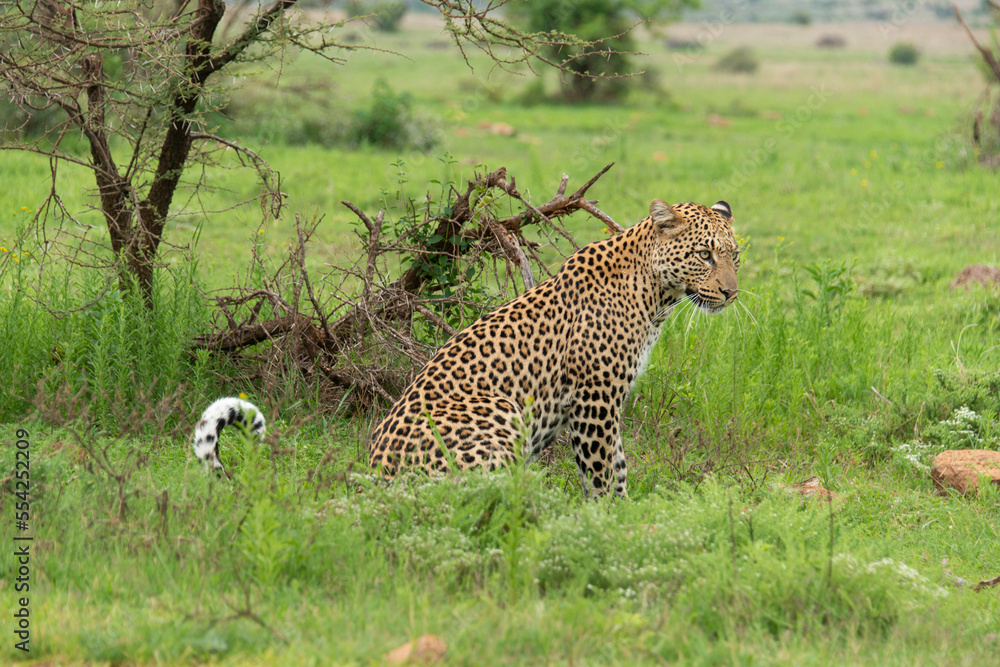 Léopard, Panthère, Panthera pardus, Afrique du Sud Léopard, Panthère, Panthera pardus, Afrique du Sud