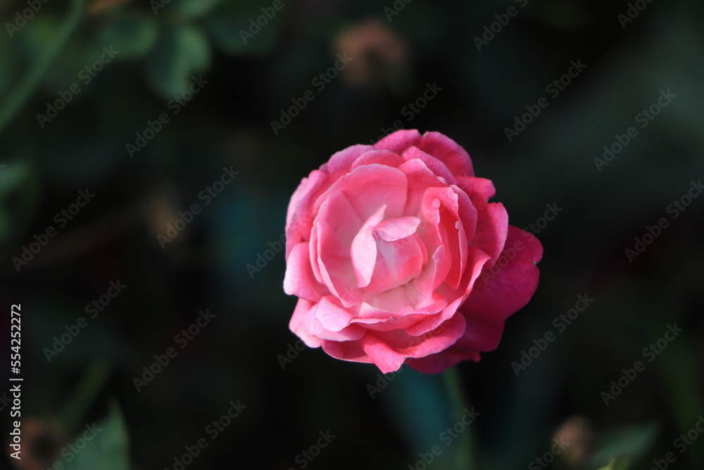 Coral rose flower in roses garden. Top view. Soft focus. Coral rose flower in roses garden. Top view. Soft focus.
