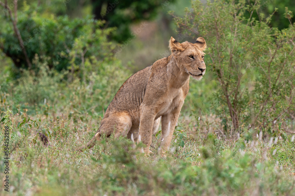 lion, femelle, lionne, Panthera leo, Afrique lion, femelle, lionne, Panthera leo, Afrique