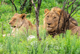 Lion, femelle, mâle, lionne,  Panthera leo, Afrique