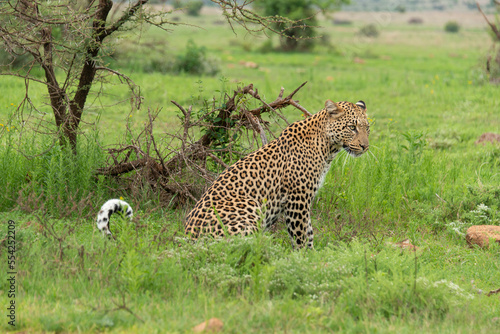 L  opard  Panth  re  Panthera pardus  Afrique du Sud