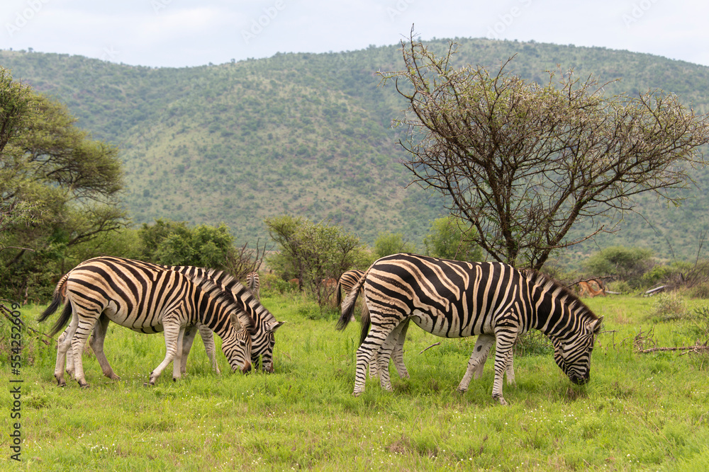 Obraz premium Zèbre de Burchell, Equus quagga, Parc national du Pilanesberg, Afrique du Sud