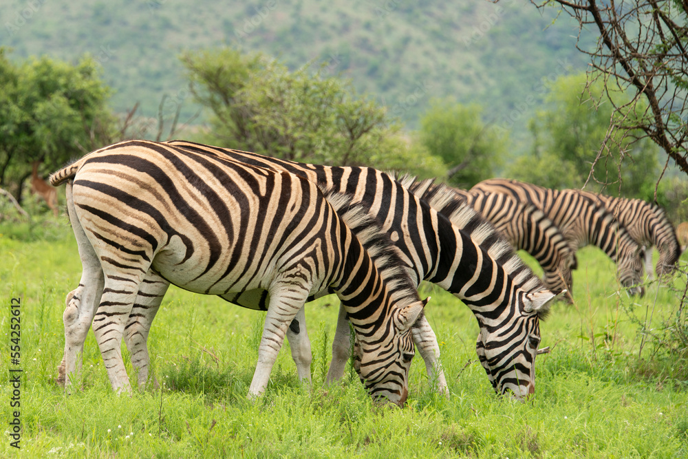 Zèbre de Burchell, Equus quagga, Parc national du Pilanesberg, Afrique du Sud Zèbre de Burchell, Equus quagga, Parc national du Pilanesberg, Afrique du Sud