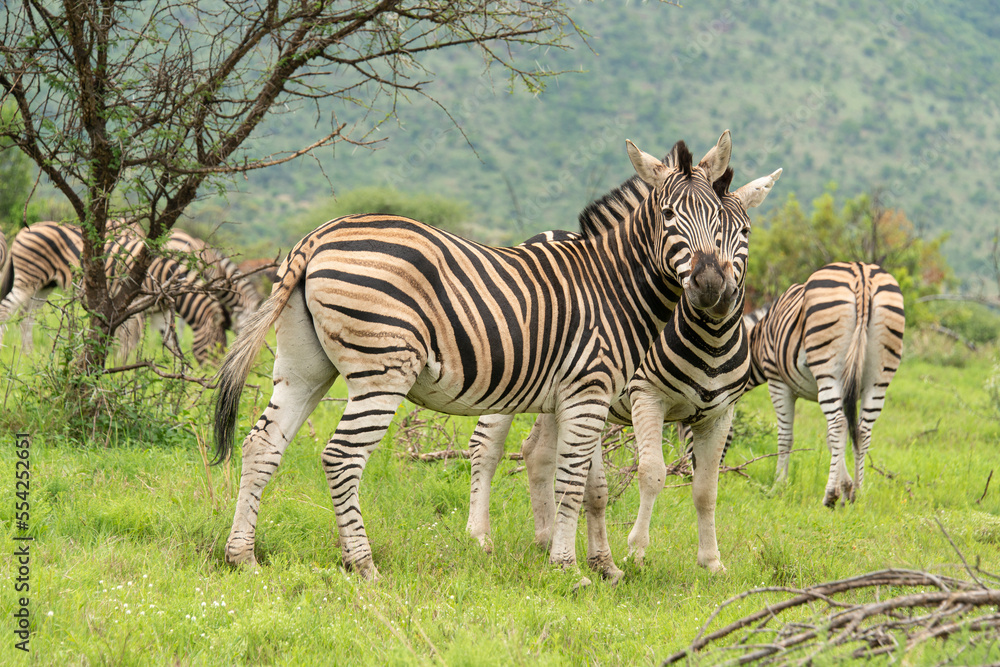 Fototapeta premium Zèbre de Burchell, Equus quagga, Parc national du Pilanesberg, Afrique du Sud
