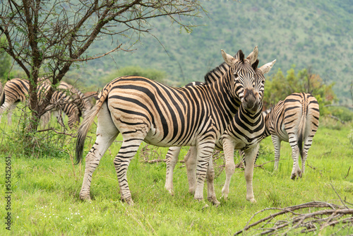 Z  bre de Burchell  Equus quagga  Parc national du Pilanesberg  Afrique du Sud