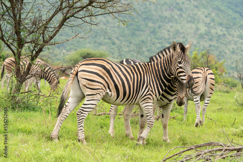 Z  bre de Burchell  Equus quagga  Parc national du Pilanesberg  Afrique du Sud