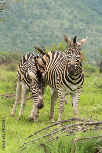 Z  bre de Burchell  Equus quagga  Parc national du Pilanesberg  Afrique du Sud