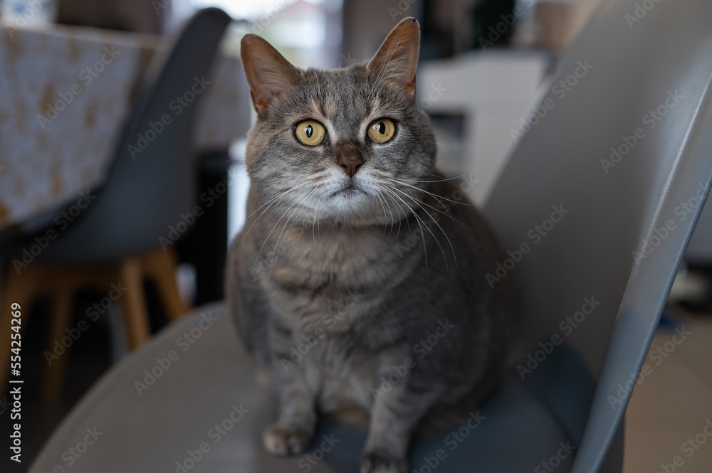 Portrait of gray cat in house