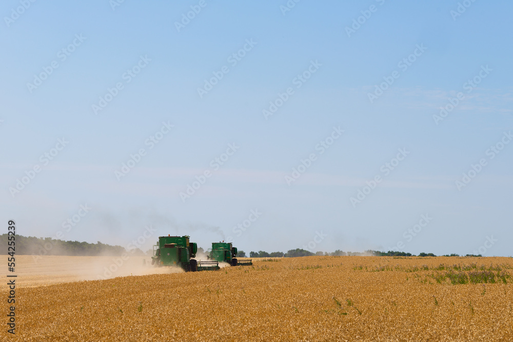 Fototapeta premium Harvesting of wheat in summer. 