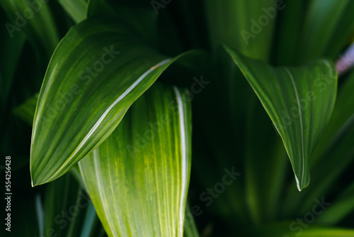 close up of green leaves