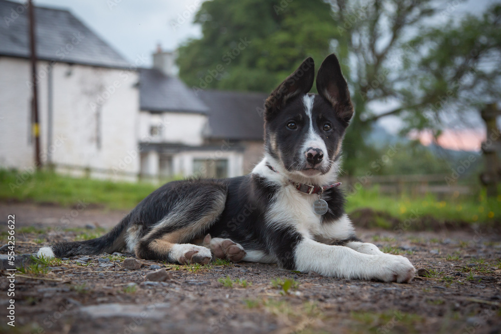 Trri colour Welsh collie puppy laying down on a farm, ears pointing up and looking forward.