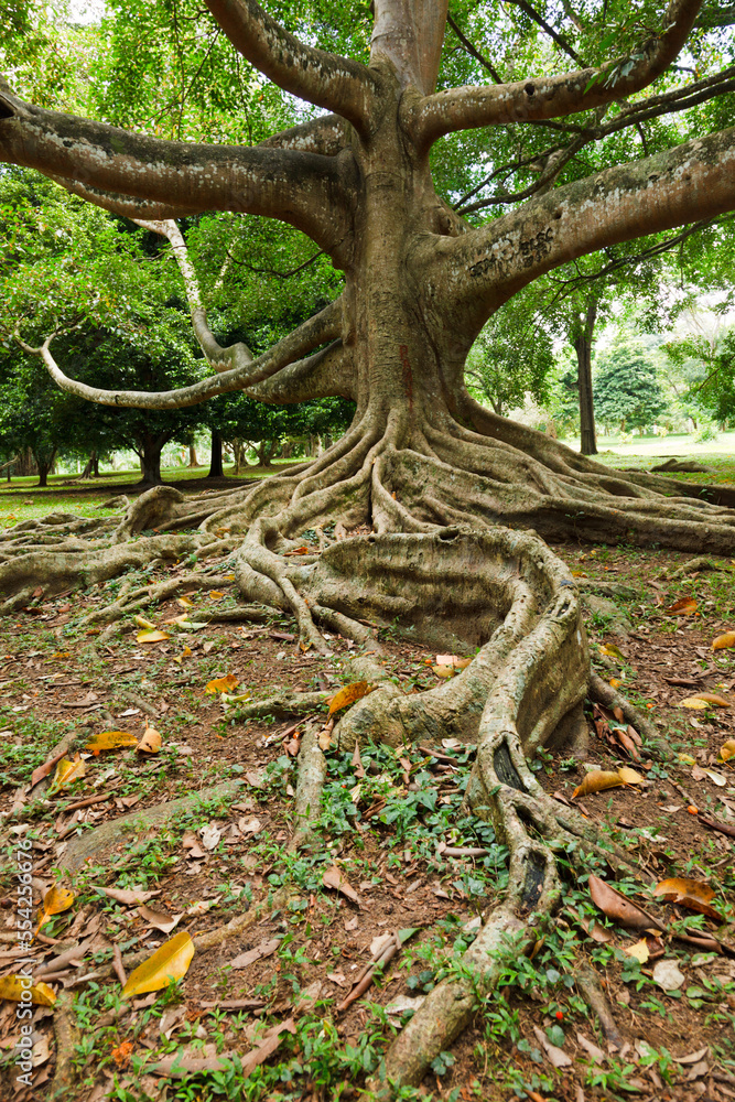 Tropical ficus tree roots. Sri Lanka Tropical ficus tree roots. Sri Lanka