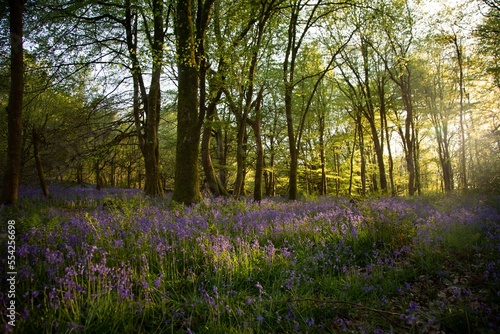 Woodlands with carpet of bluebells, Bluebell woods in National Trust Dinefwr. Carmarthenshire, Wales.