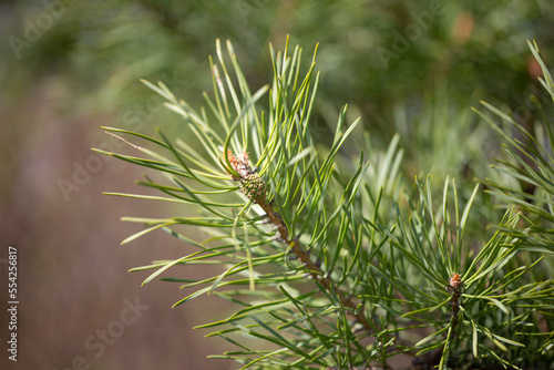 Pine tree branch closeup. Young pine branches with needles and cones. Spring natural background with coniferous tree.