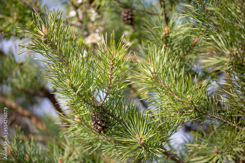 Pine tree branch closeup. Young pine branches with needles and cones. Spring natural background with coniferous tree.