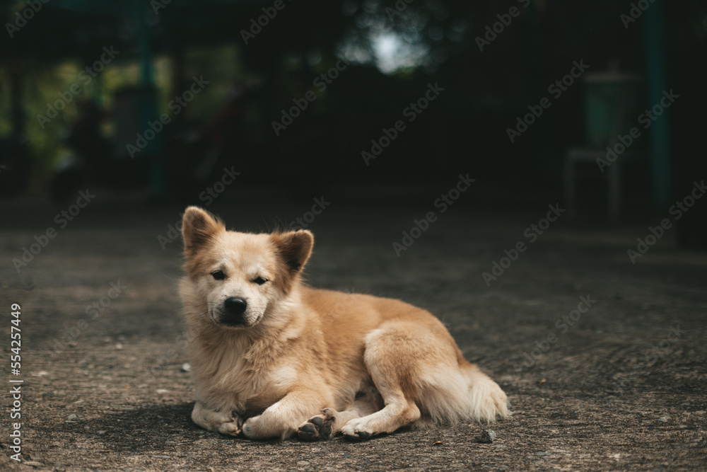 Sad lonely abandoned dog on the street of the city
