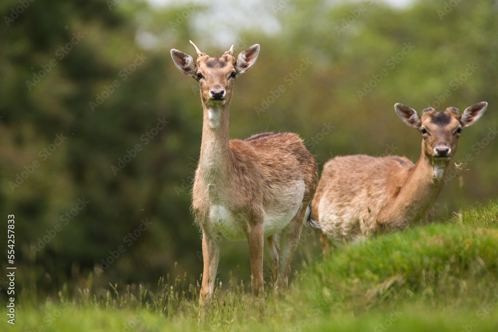 Fallow deer looking ahead during a warm sunny day in Carmarthenshire. Fallow deer looking ahead during a warm sunny day in Carmarthenshire.
