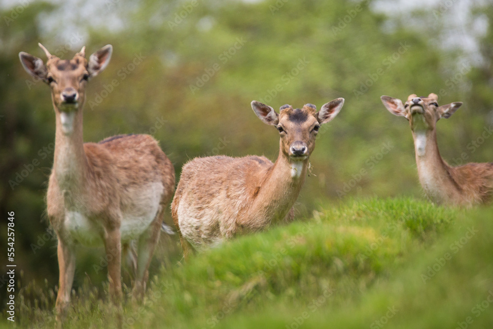 Fototapeta premium Fallow deer looking ahead during a warm sunny day in Carmarthenshire.
