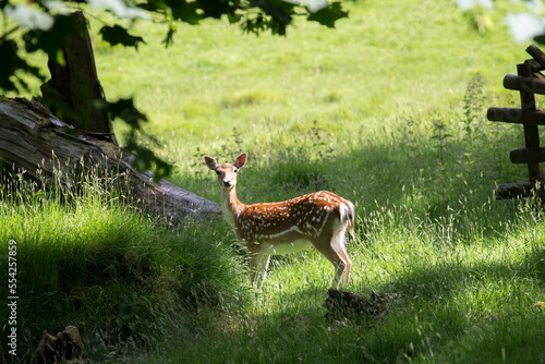 Fallow deer looking ahead during a warm sunny day in Carmarthenshire. photo