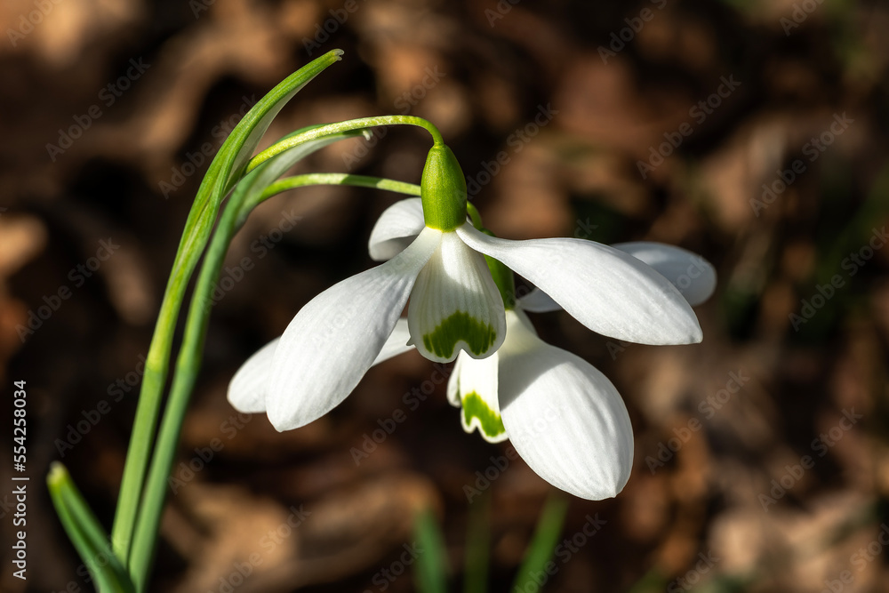 Obraz premium Snowdrop (Galanthus) 'Galatea' a winter spring flowering plant with a white green springtime flower which opens in January and February, stock photo image