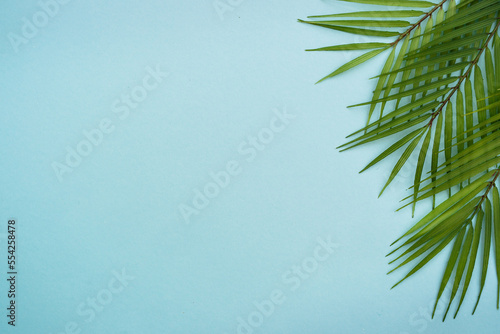Palm leaves on blue background.