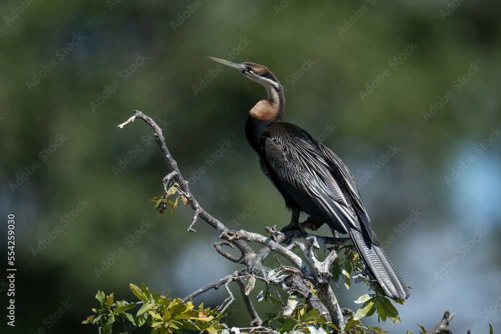 Obraz premium African darter on tangled branches facing left